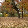 Courtesy: Sharvari & Maithil from Indiana<br />The Beauty of Fall around our House in Indiana